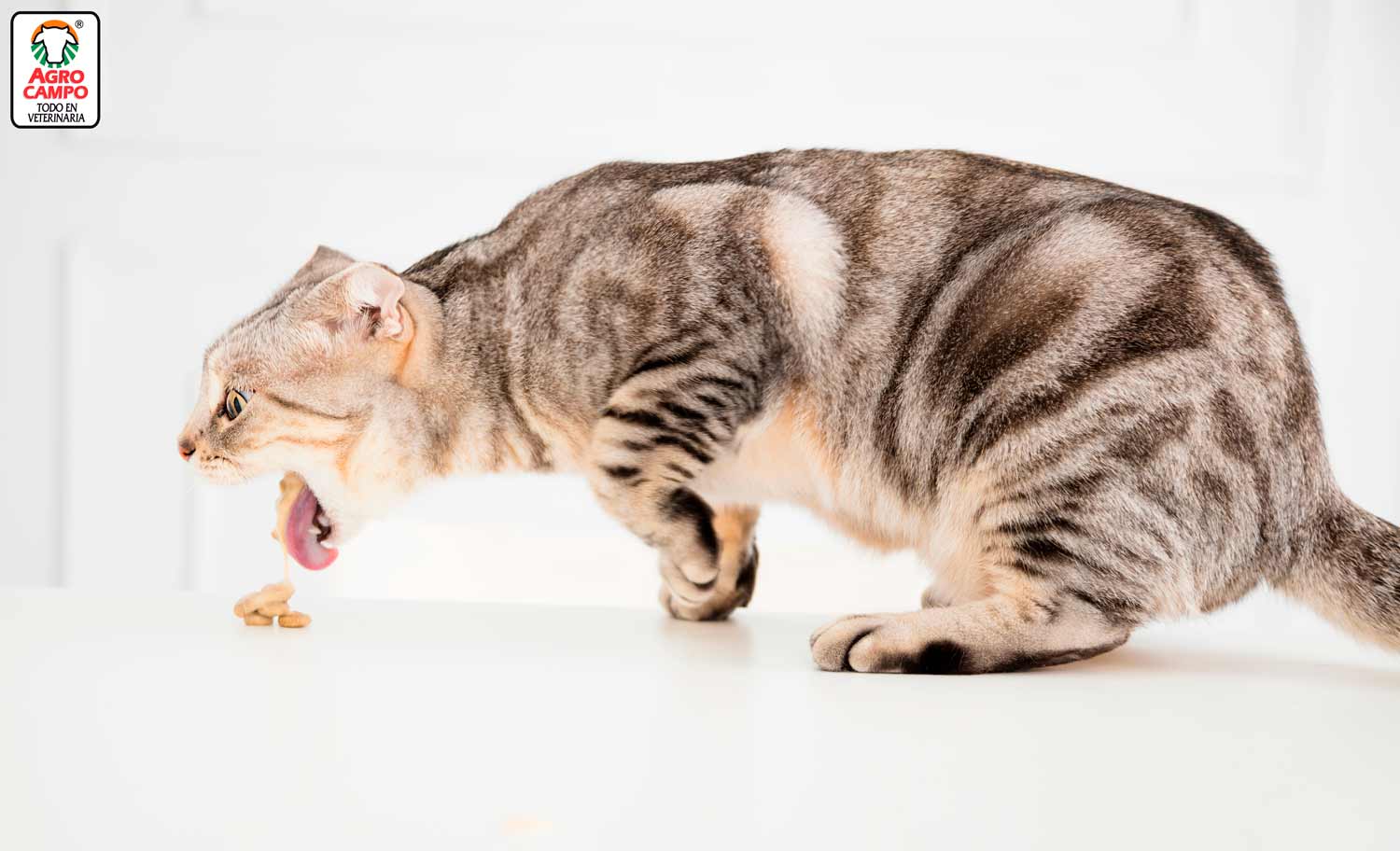 Por que gato vomitando? Principales causas. - Blog Agrocampo Colombia