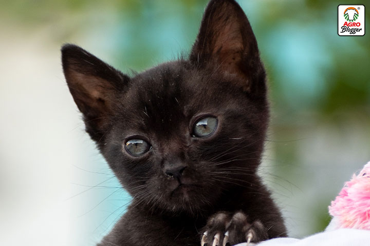 que significa sonar con un gato negro bebe
