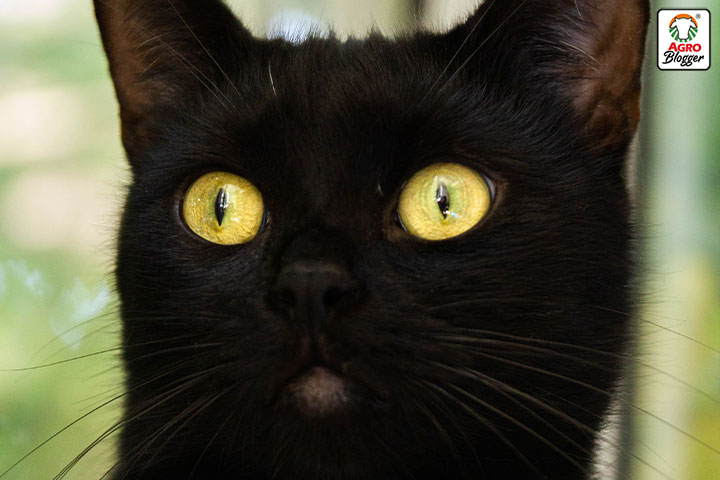sueño con un gato negro que te mira