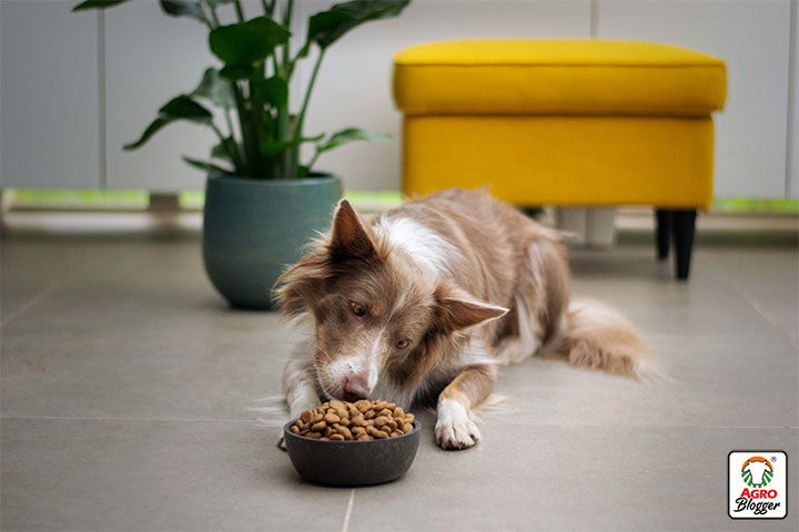 dietas veterinarias de precision de royal canin