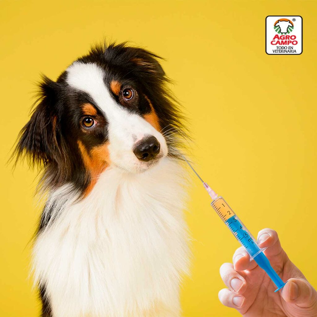 agrocampo-vacunas-perros