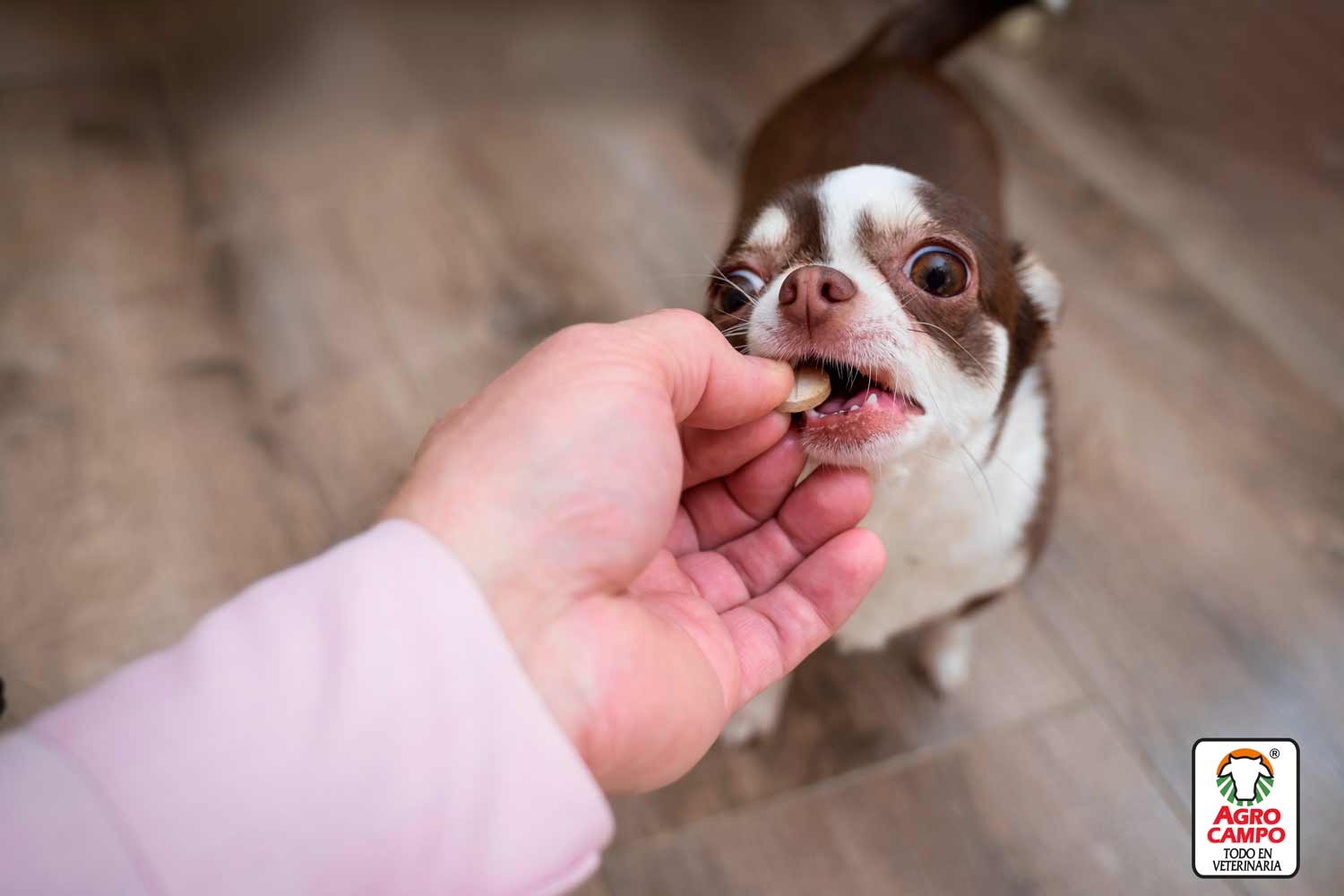 antiparasitarios-para-perros-en-pastillas