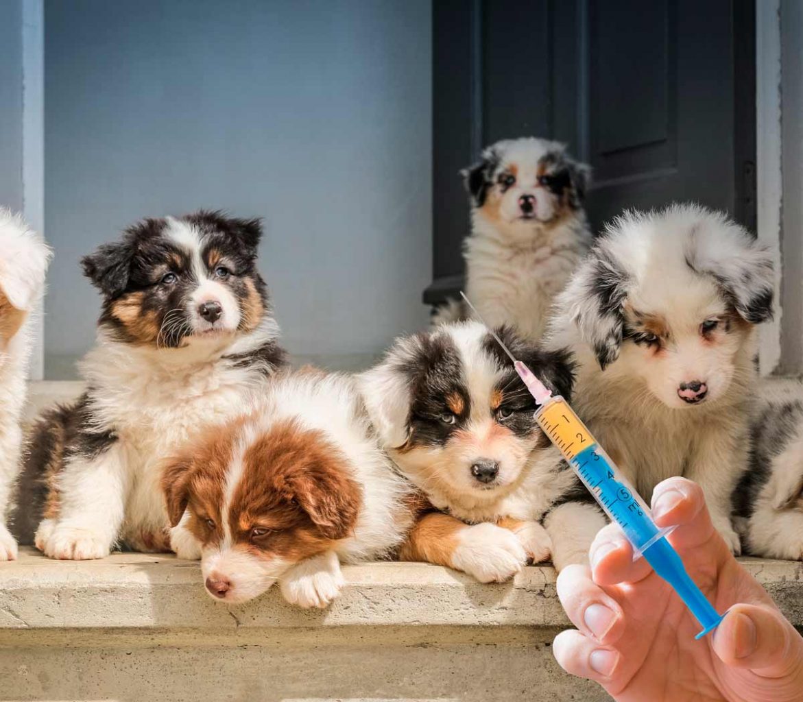 cuantas-vacunas-necesita-un-perro