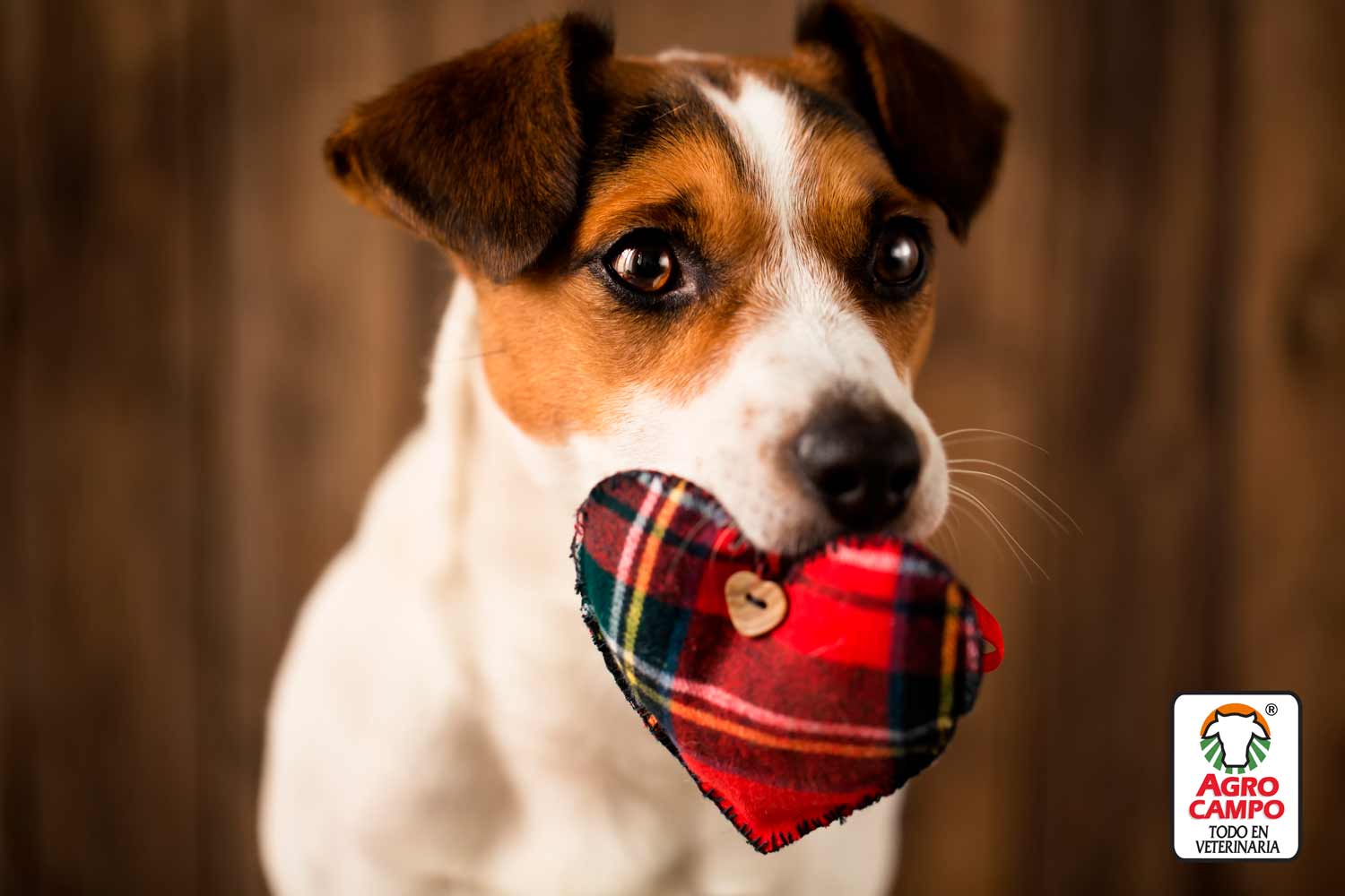 jack-russell-terrier-mini