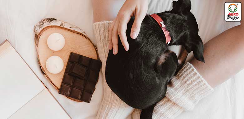 por que los perros no deben comer chocolate