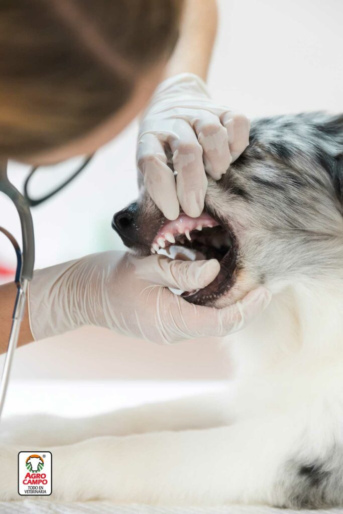 consejos-de-salud-oral-para-perros