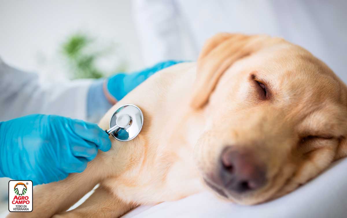efectos-secundarios-de-la-vacuna-de-la-rabia-en-perros