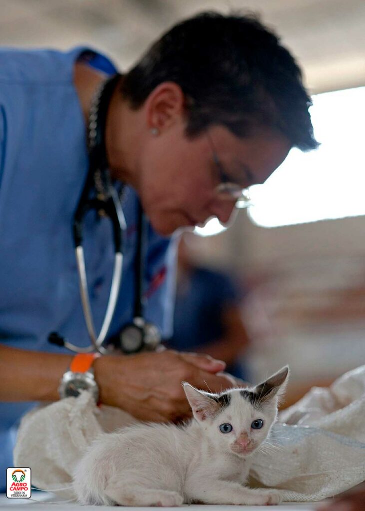 plan-de-vacunacion-para-gatos