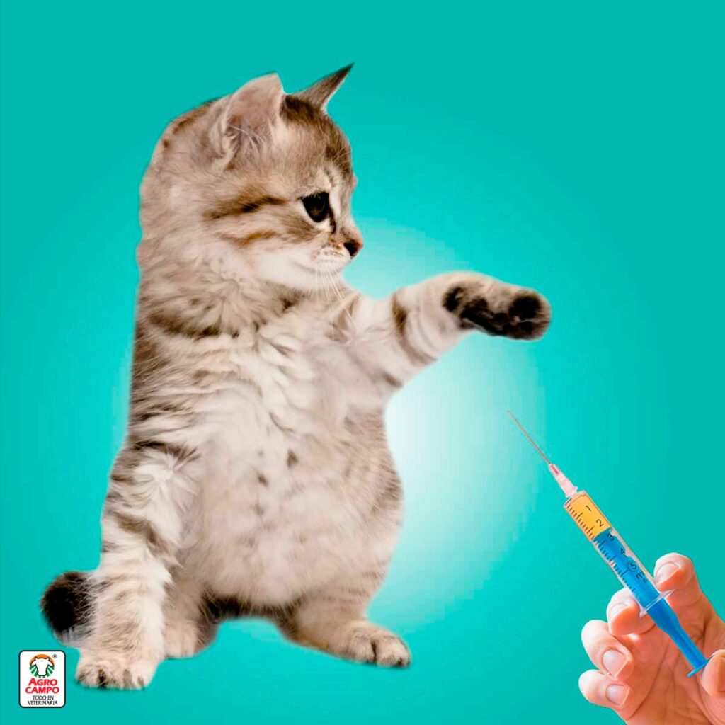 vacuna-trivalente-gatos