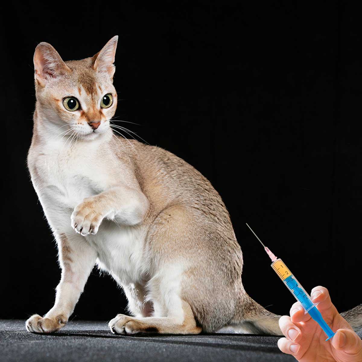vacunas-para-gatos