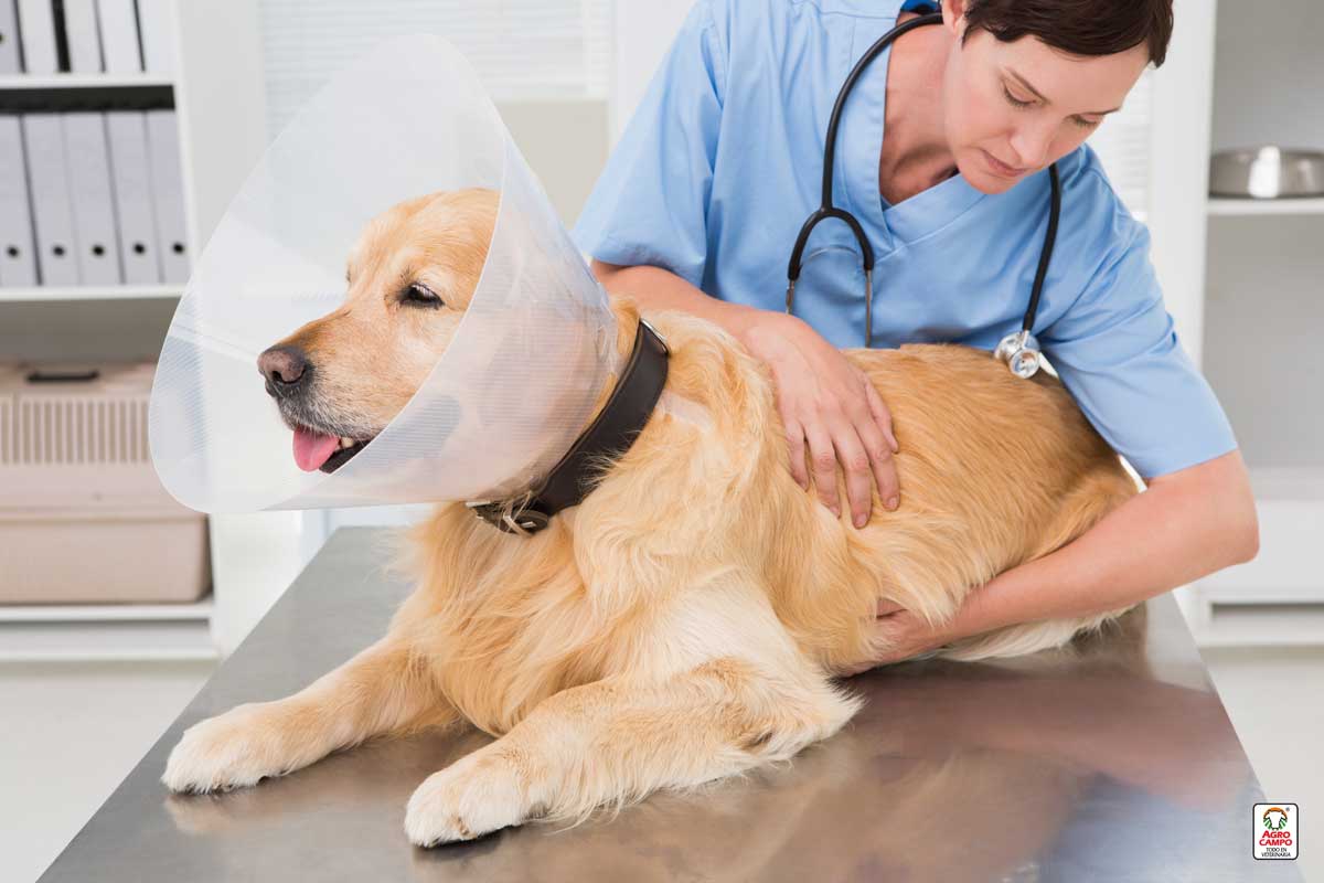 cuidados-de-un-perro-despues-de-la-esterilizacion