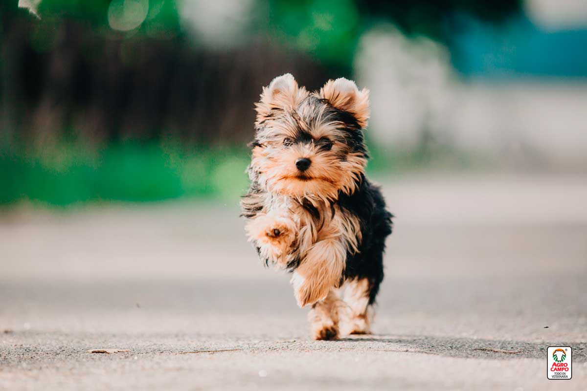 perro-yorkshire-terrier