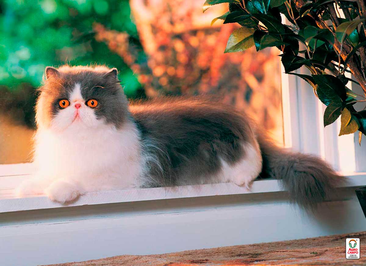 gato-persa-caracter
