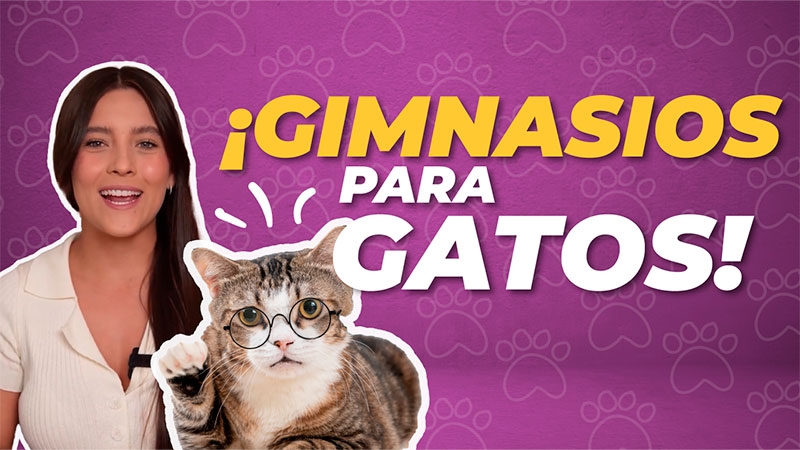 Diseños de Gimnasio para Gatos ¡Escoge el más adecuado!