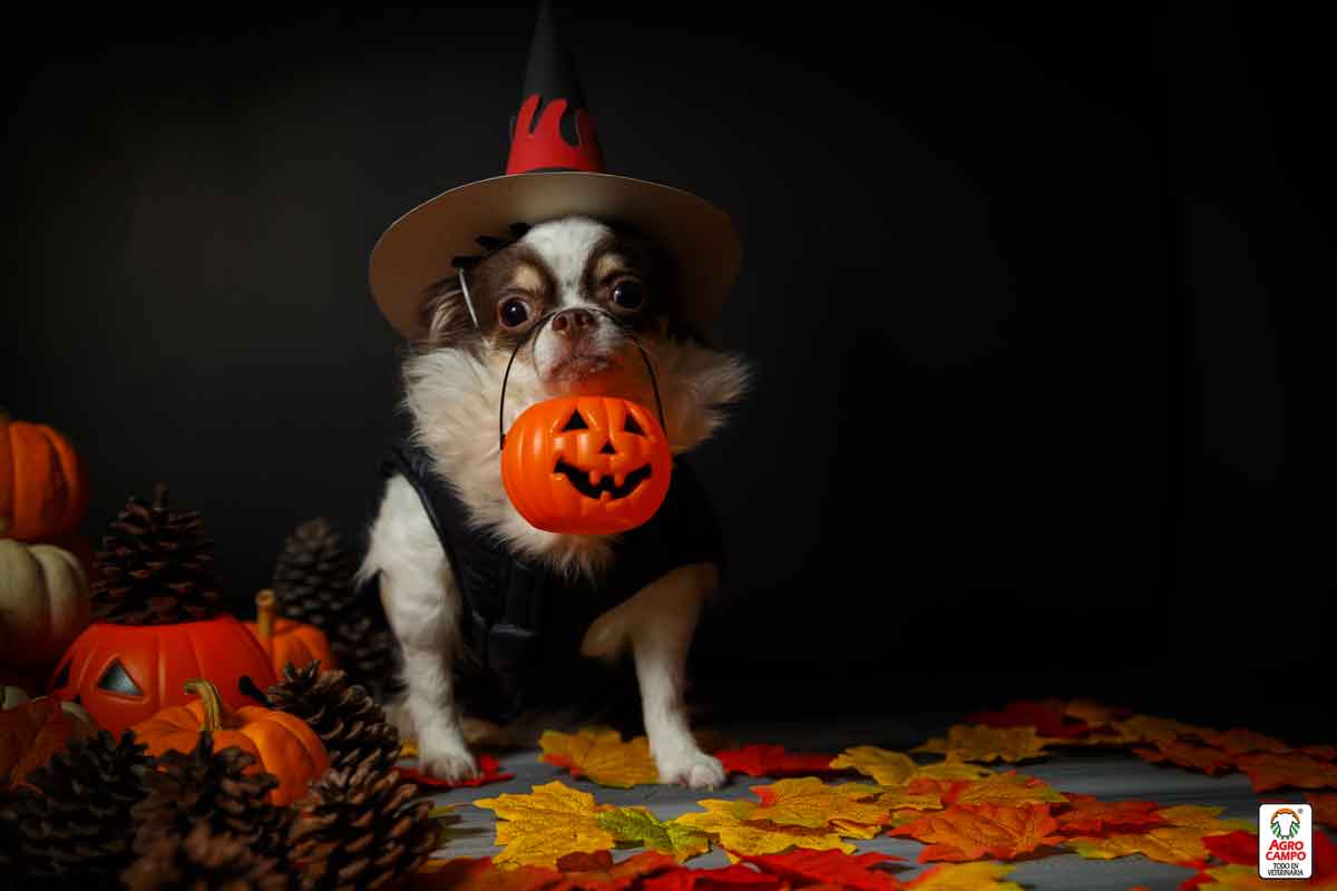 disfraces-de-halloween-para-perros