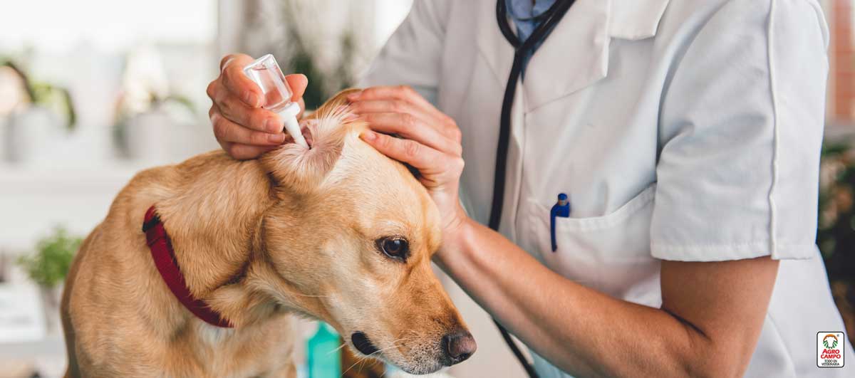 otitis-en-perros-tratamiento