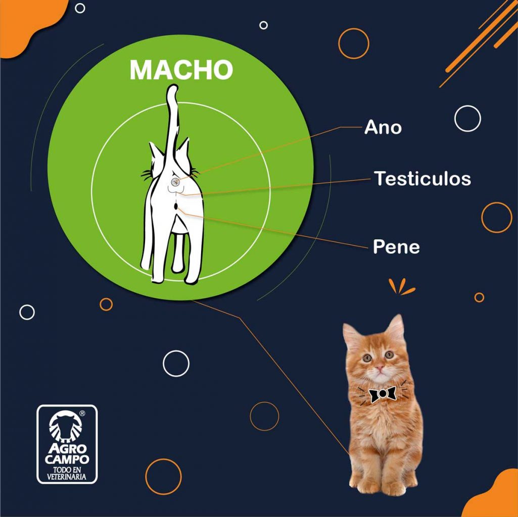 Existencia Obediente Repeler Cómo saber si es gato o gata ? 4 Formas |Agrocampo