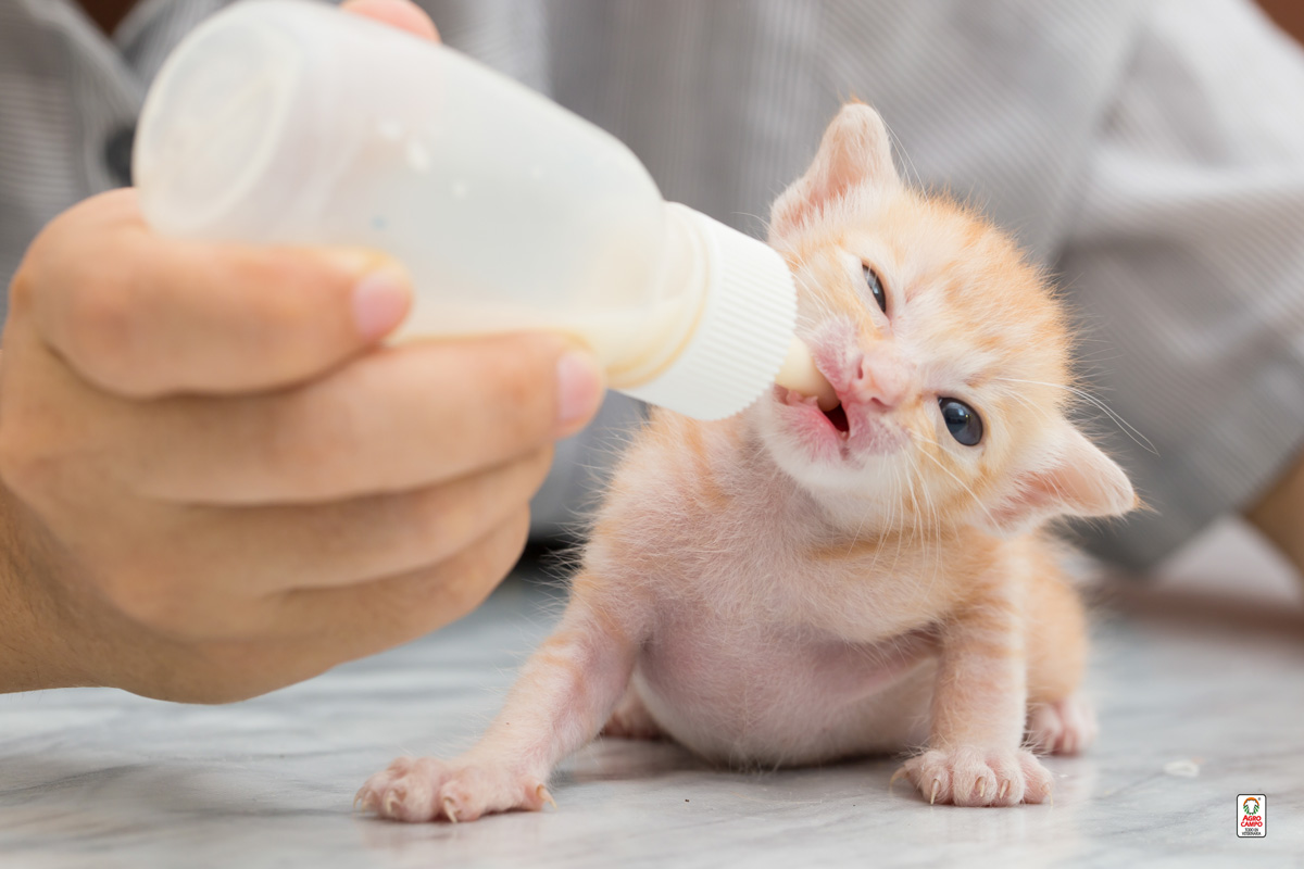 leche-para-gatos-bebes