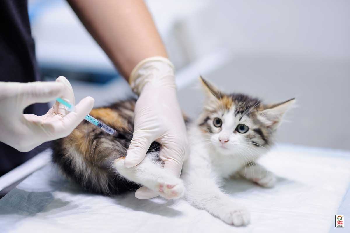 vacuna-leucemia-felina