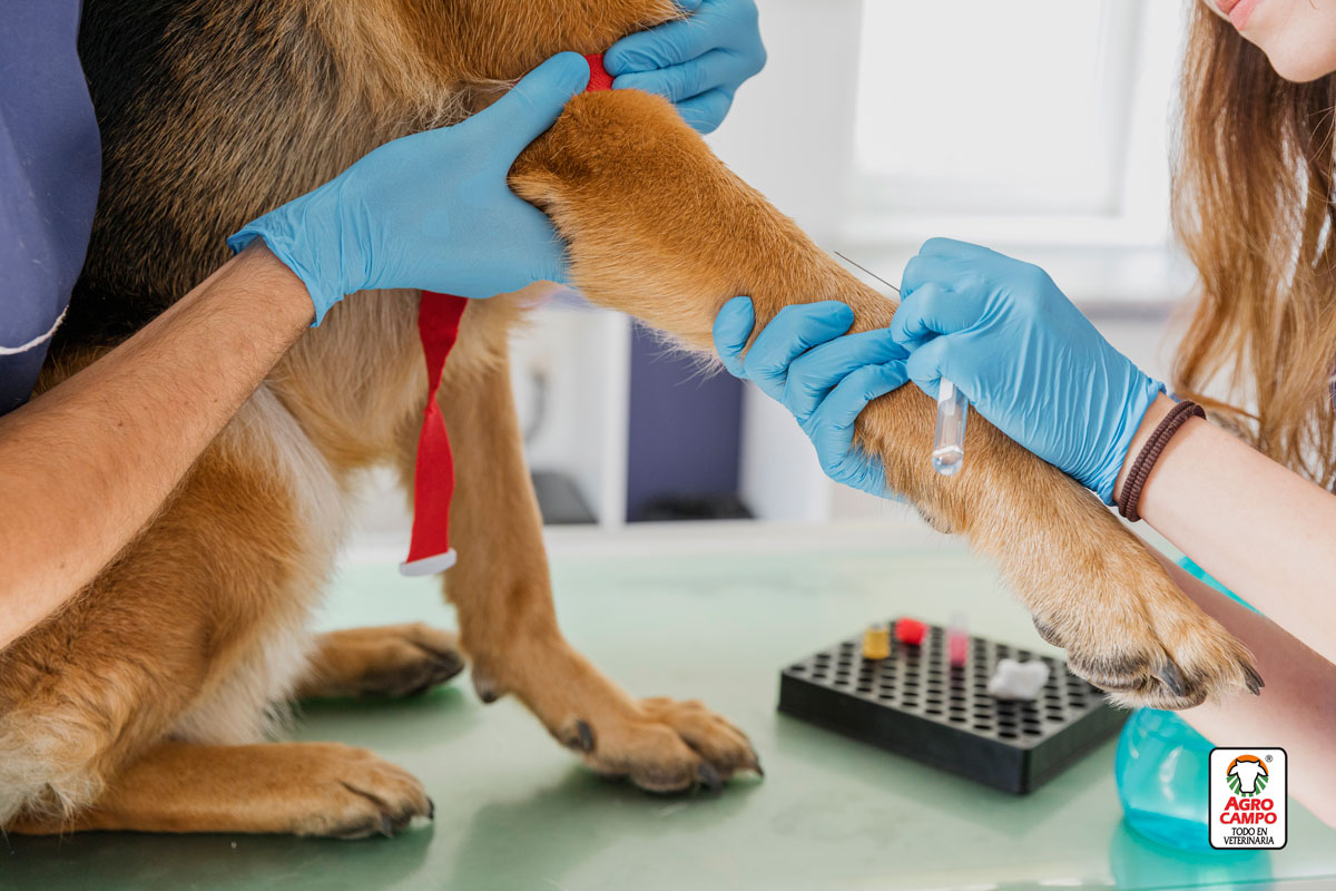 coronavirus-canino-tratamiento