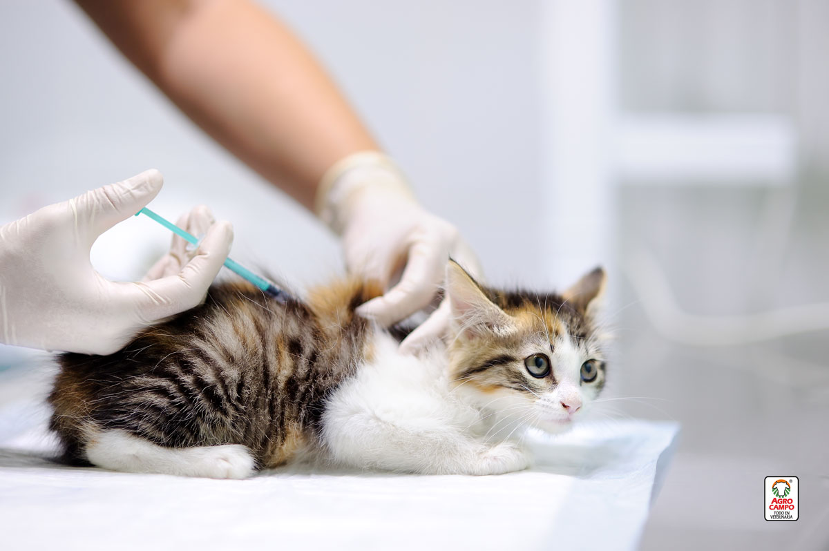 vacuna-inmunodeficiencia-felina