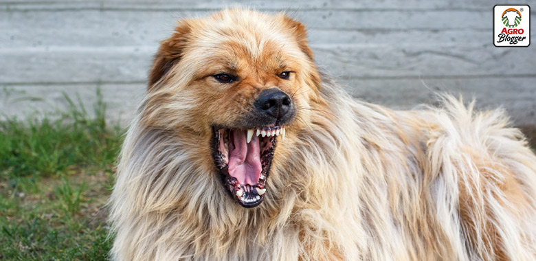 causas de la agresividad en los perros