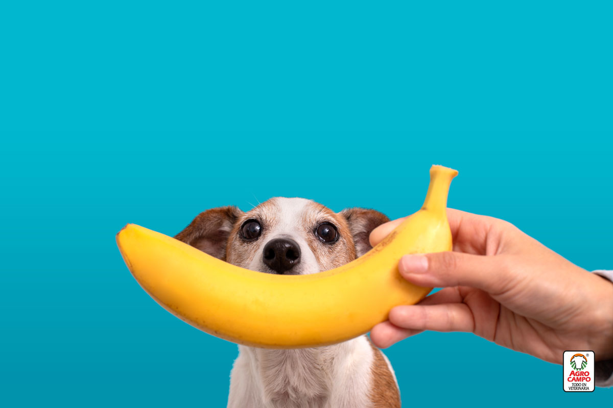 los-perros-pueden-comer-banana