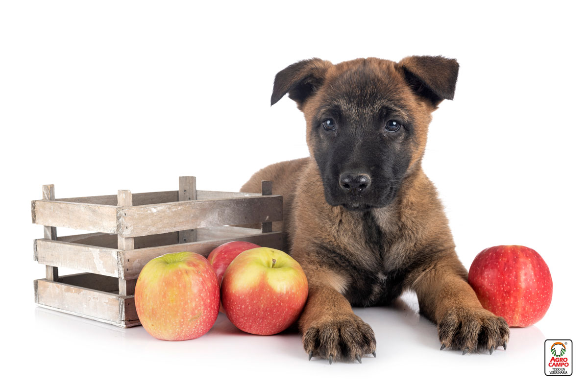 los-perros-pueden-comer-manzana