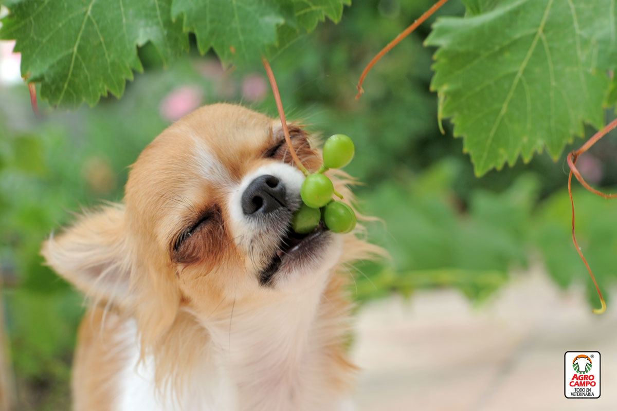 los-perros-pueden-comer-uva