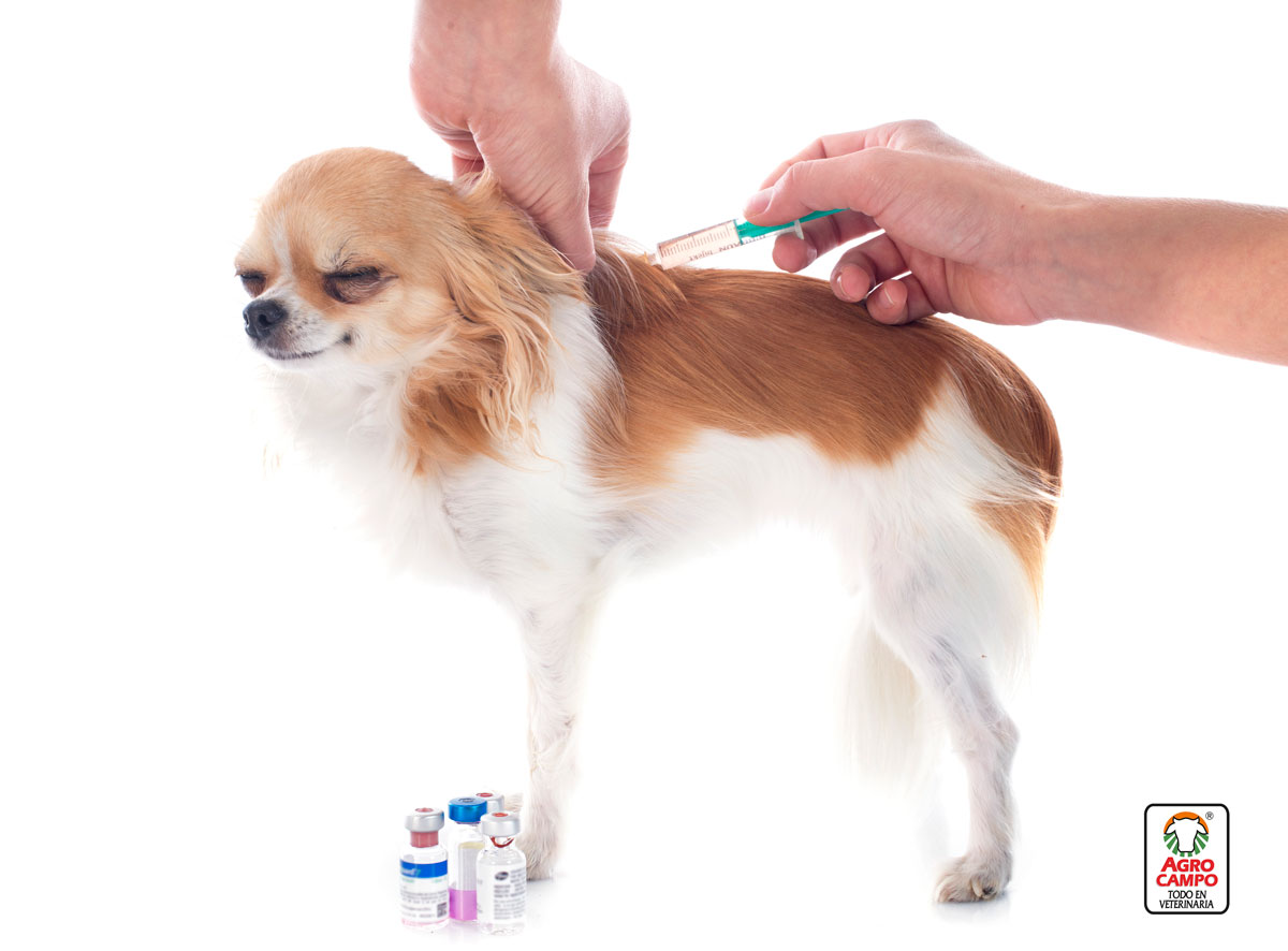 plan-vacunal-perros