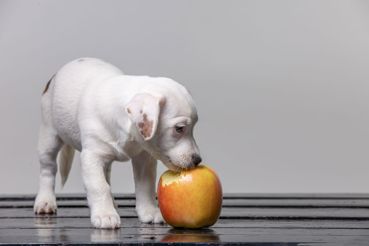 que-frutas-pueden-comer-los-perros