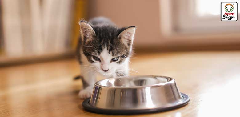 se puede dar comida humeda a un gato bebe
