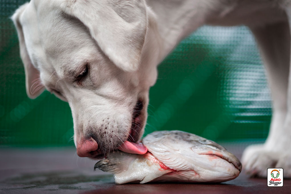 beneficios-del-pescado-para-los-perros