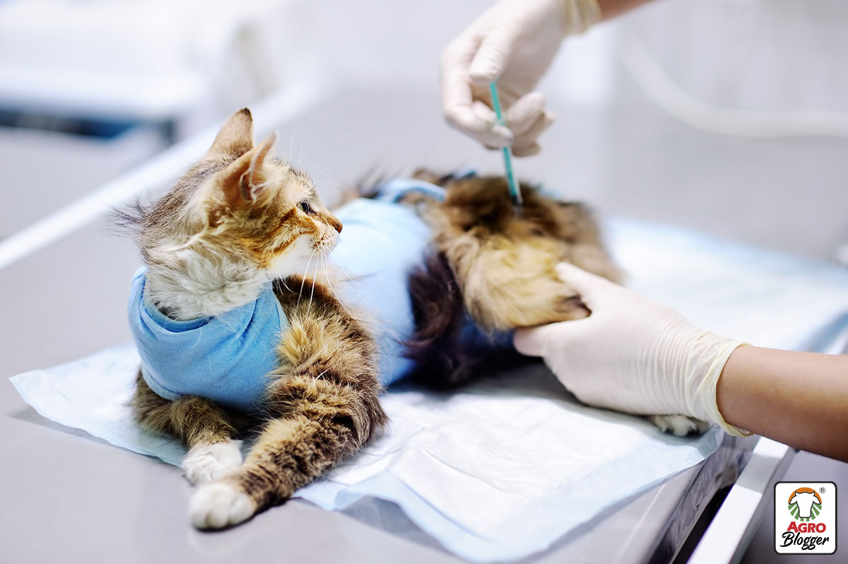 cuidados-basicos-des-pues-de-la-esterilizacion-en-los-gatos