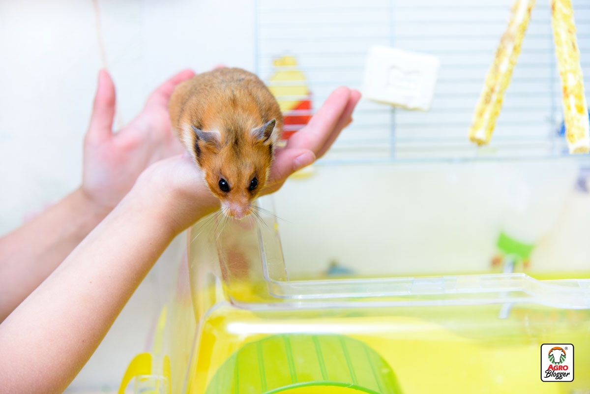 cuidados-y-seguridad-de-un-hamster
