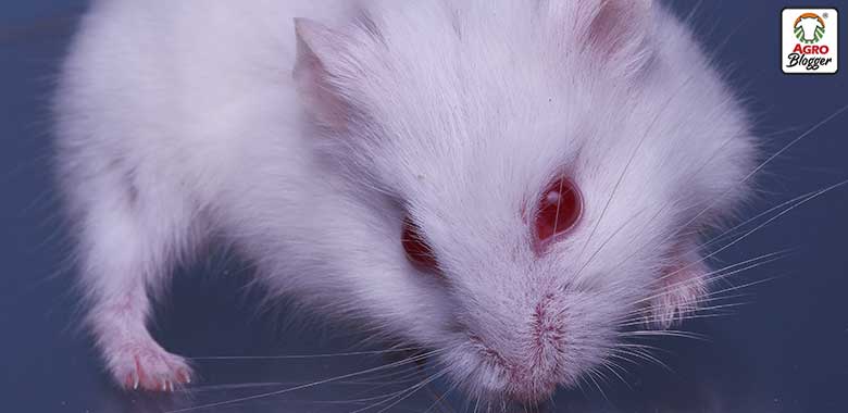 hamster albino con ojos rojos