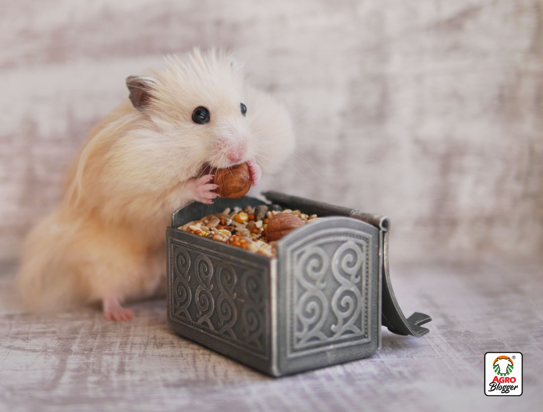 hamster-cuidados-y-alimentacion