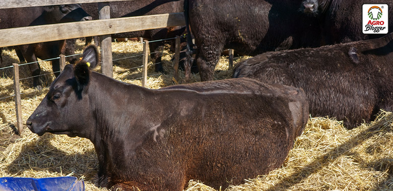 inseminacion artificial vacas colombia