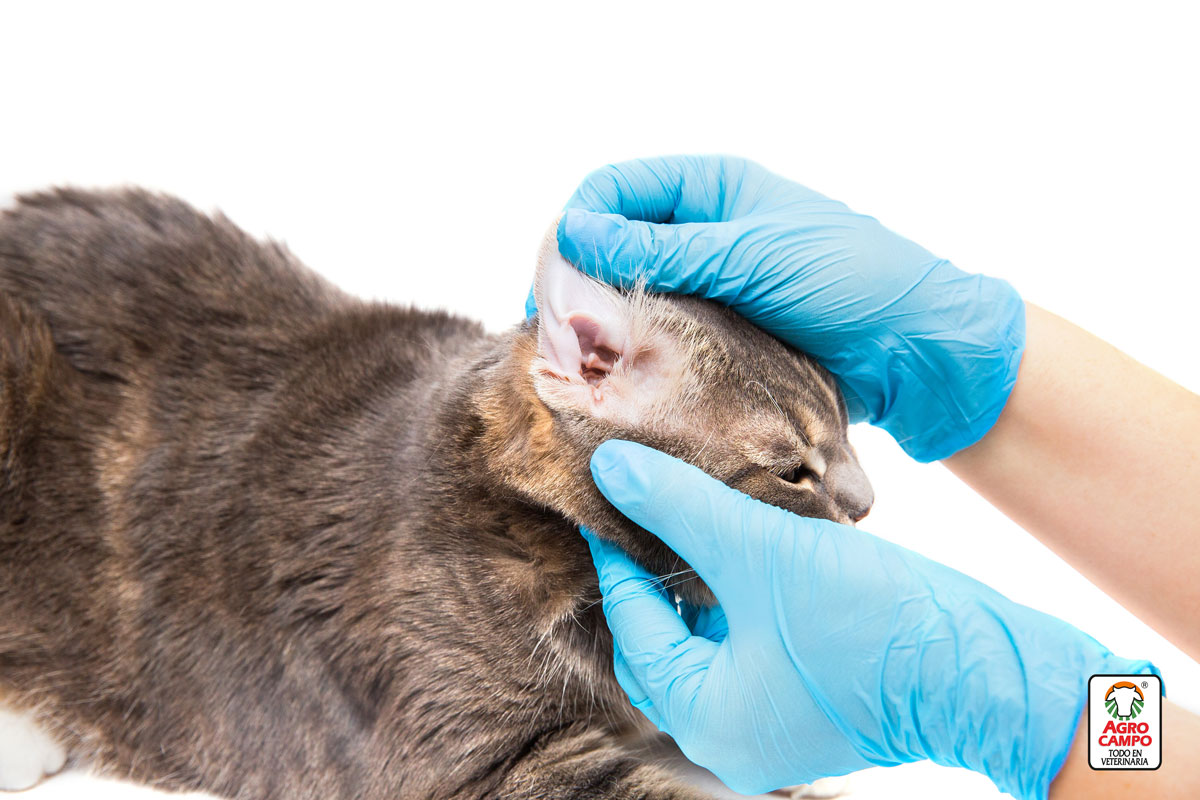 tratamiento-para-la-otitis-en-gatos