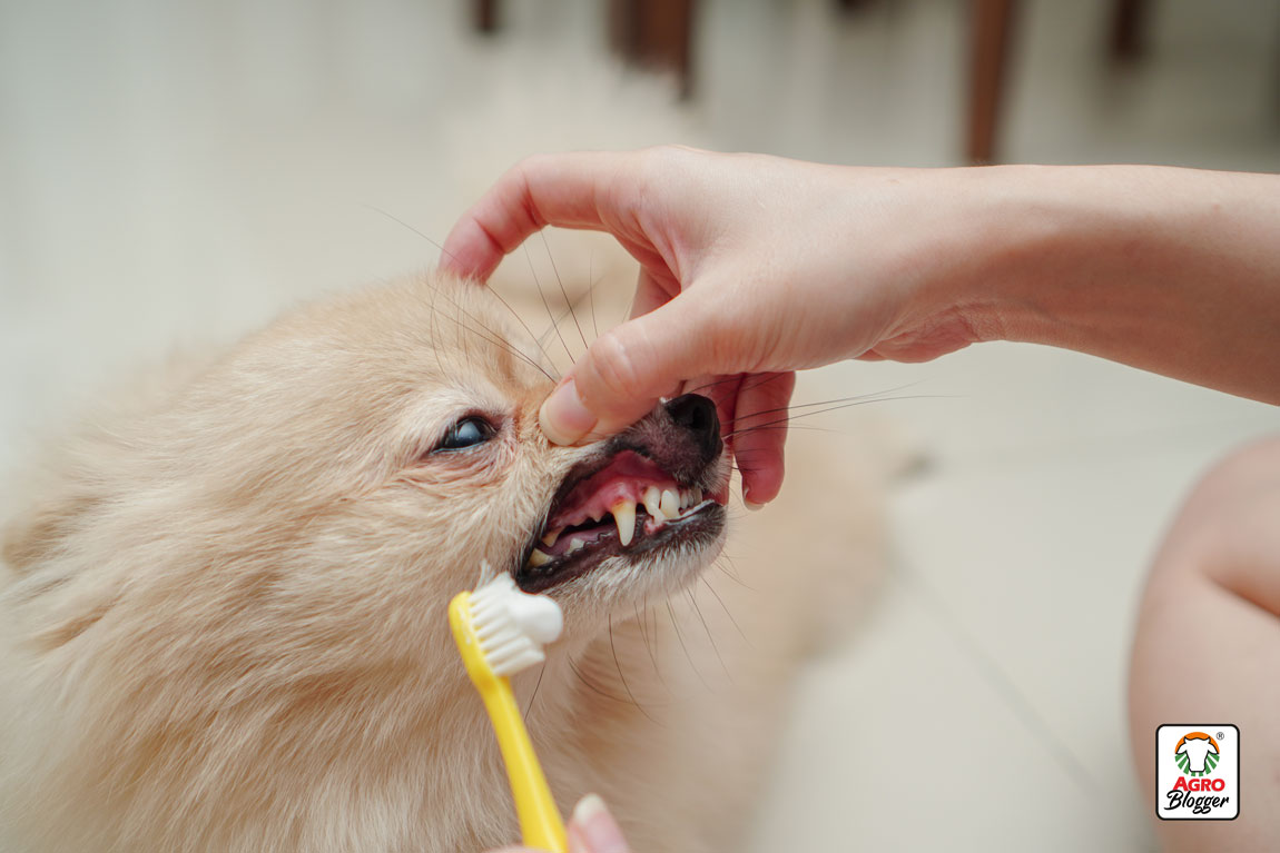 perros-cuidados-higiene