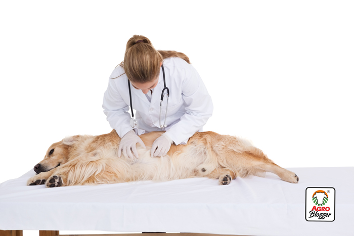 tratamiento-de-gastritis-en-perros