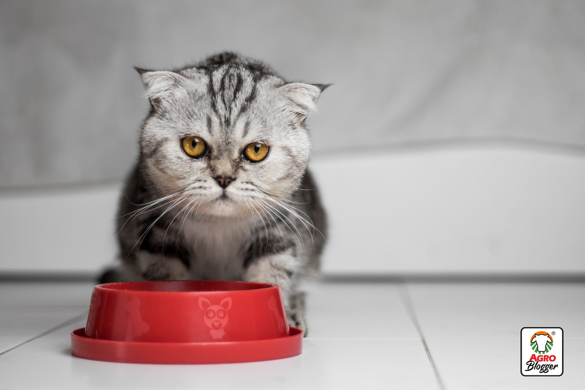 alimento-para-gatos-con-problemas-digestivos