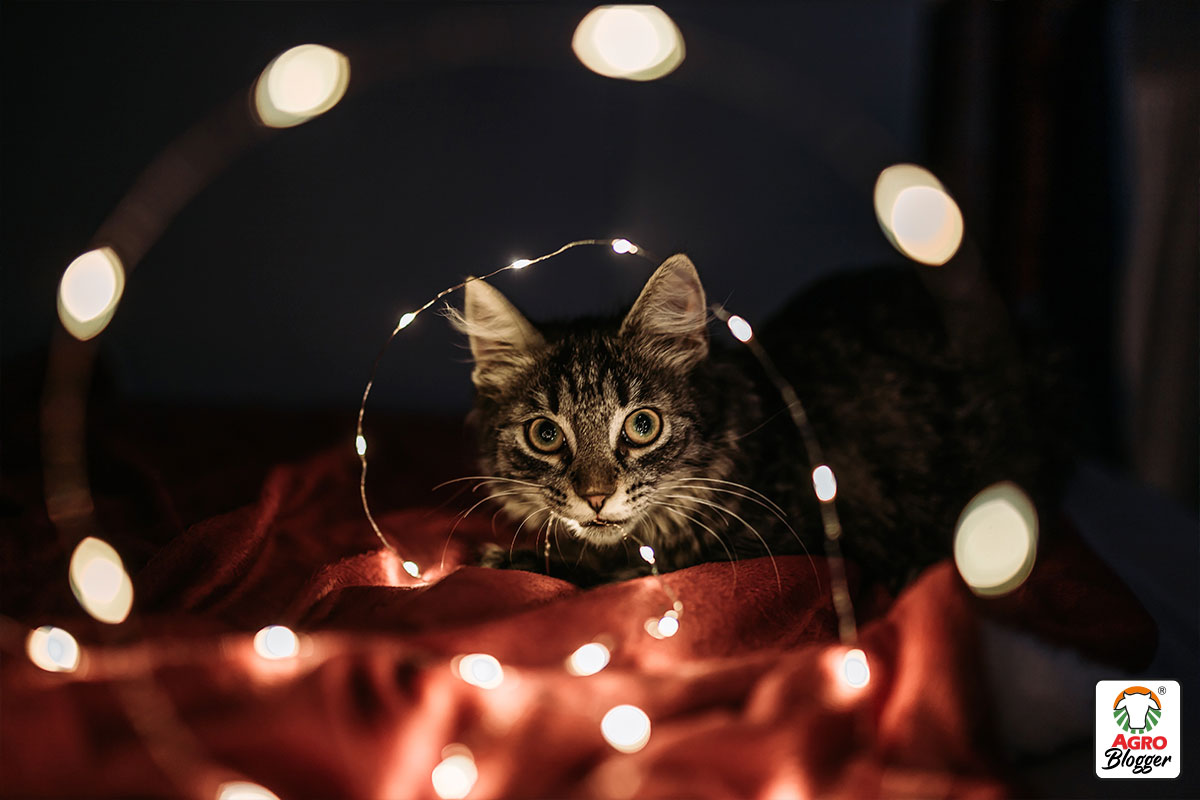 gatos-velas-y-luces-navideñas