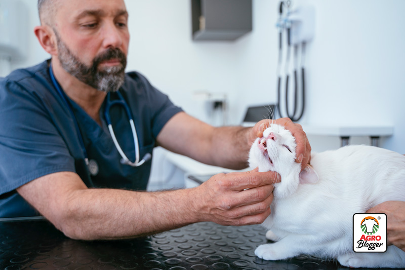 tratamiento-de-la-gingivitis-en-los-gatos