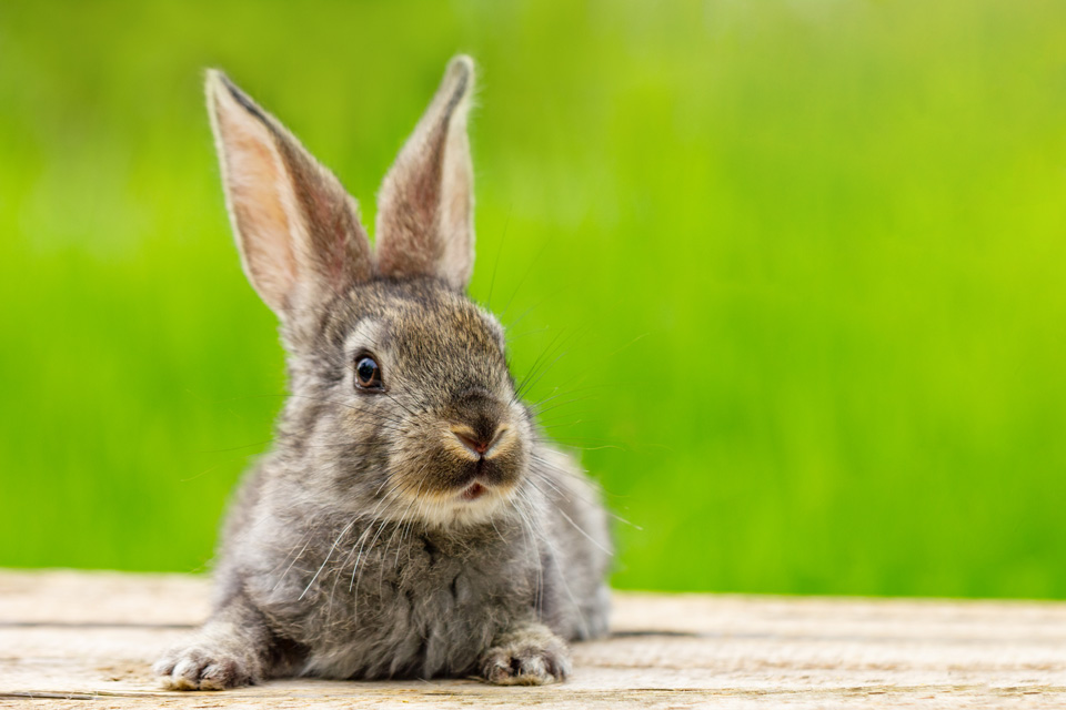 caracteristicas de los conejos
