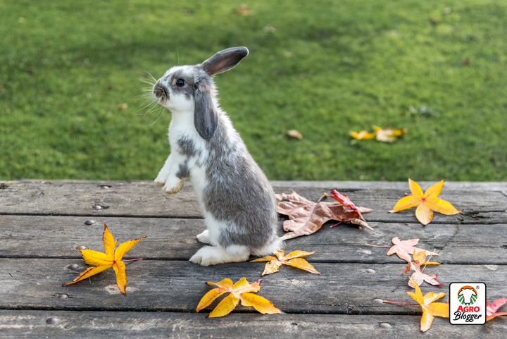 caracteristicas principales de los conejos