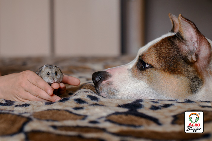hamster ruso con un perro