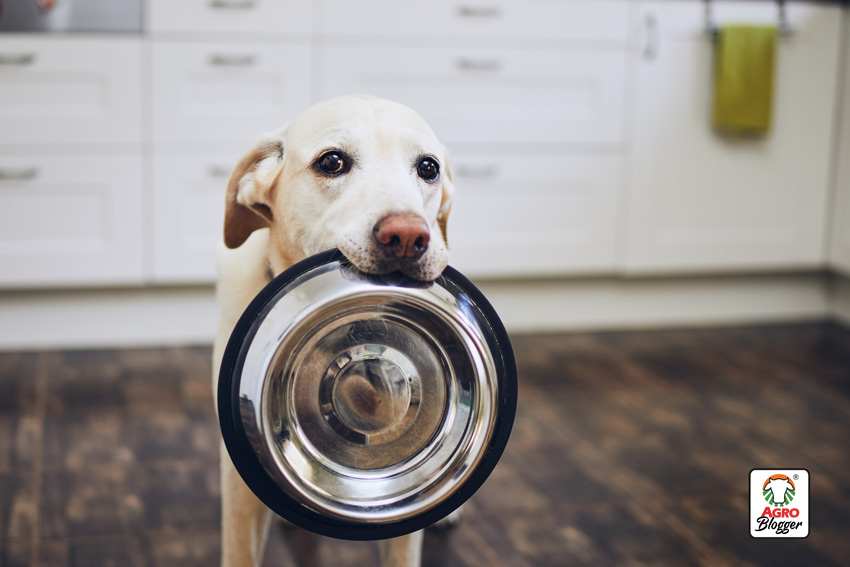 alimentacion para perros con sobrepeso