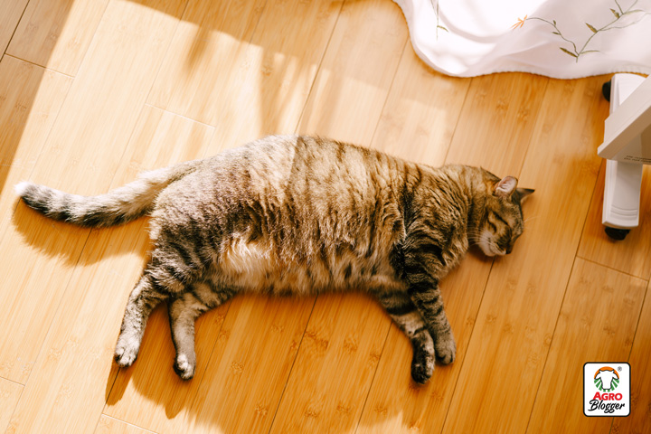 alimentos para gatos con sobrepeso