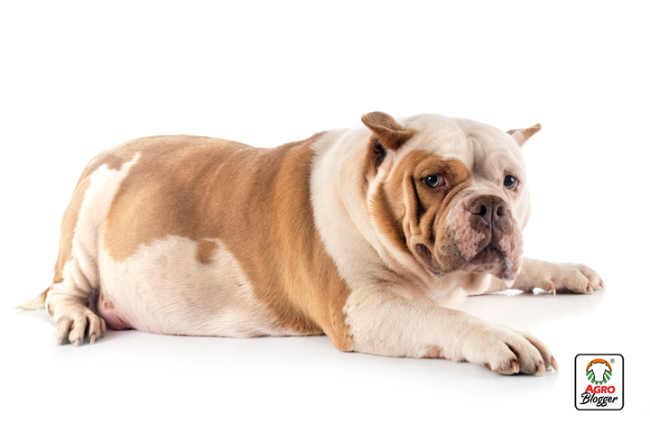 causas del hipotiroidismo canino